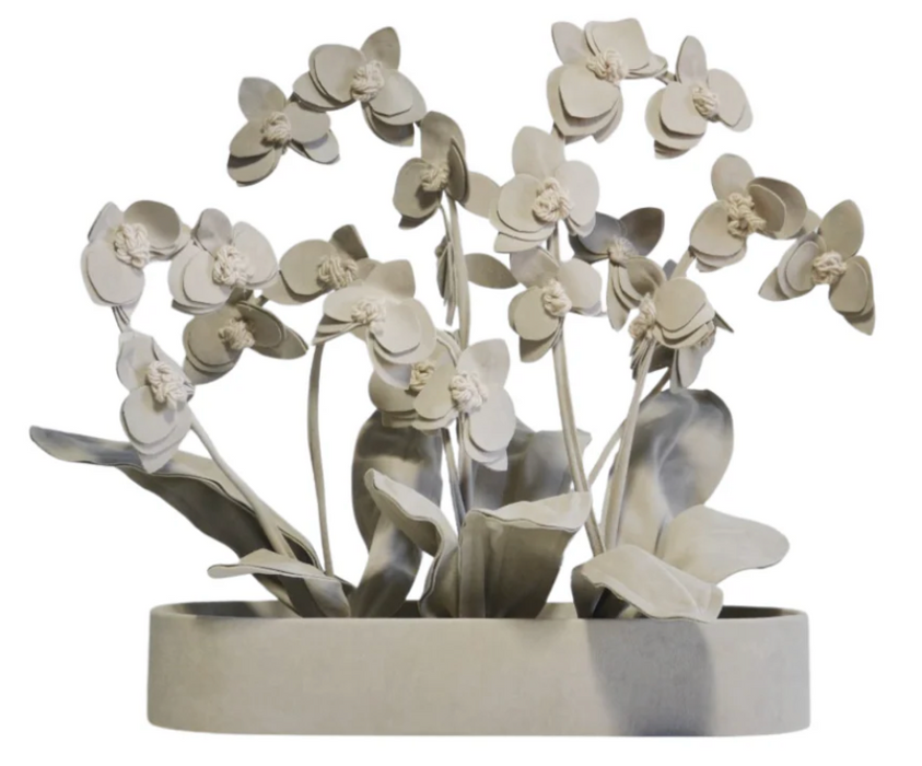 ORQUIDEA BELLA PLANT